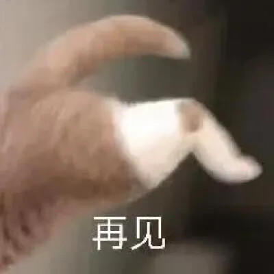 猫猫表情包