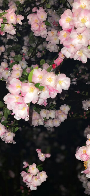 我爱收集各种美图5