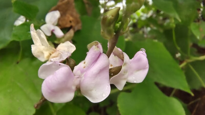 小花也可爱：扁豆花欣赏