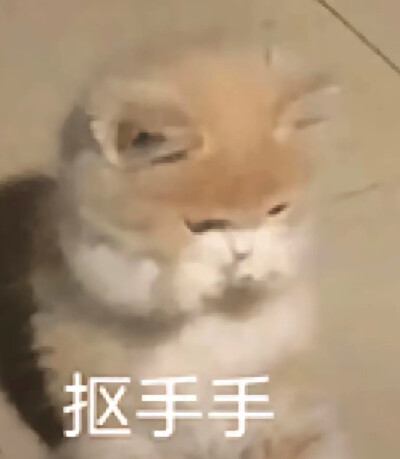 猫猫表情包