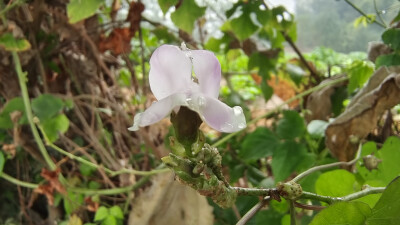 小花也可爱：扁豆花欣赏