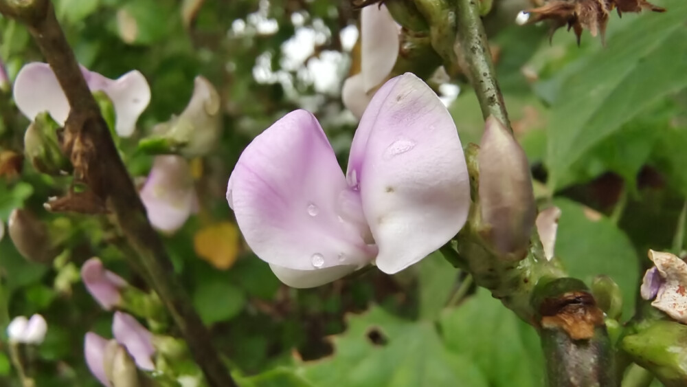 小花也可爱：扁豆花欣赏