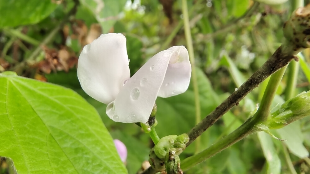 小花也可爱：扁豆花欣赏