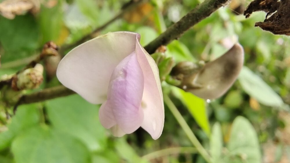 小花也可爱：扁豆花欣赏