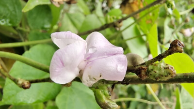 小花也可爱：扁豆花欣赏