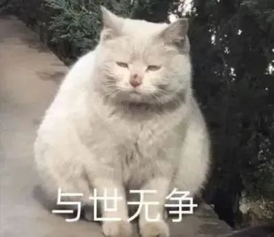 猫猫表情包