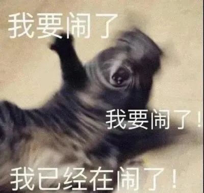 猫猫表情包