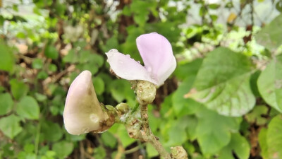 小花也可爱：扁豆花欣赏