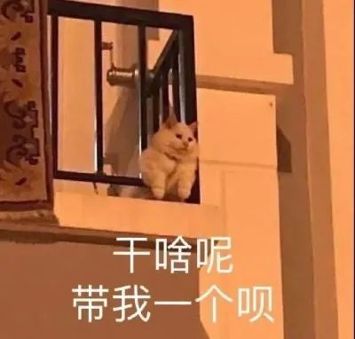 猫猫表情包