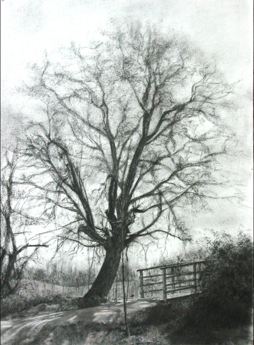 Árbol y puentecilo. 
Carbón, 2005
