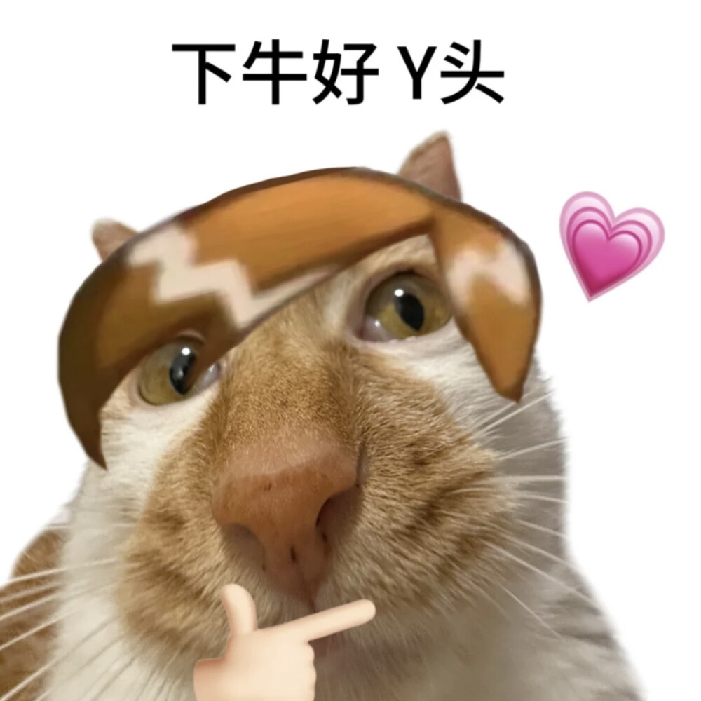 橘猫表情包