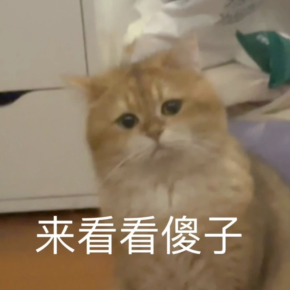 橘猫表情包