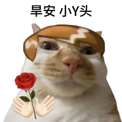 橘猫表情包