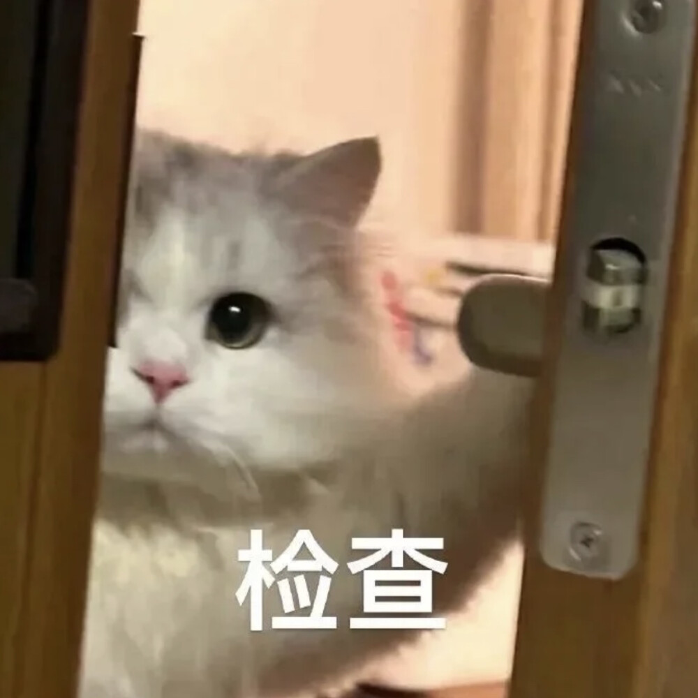 橘猫表情包