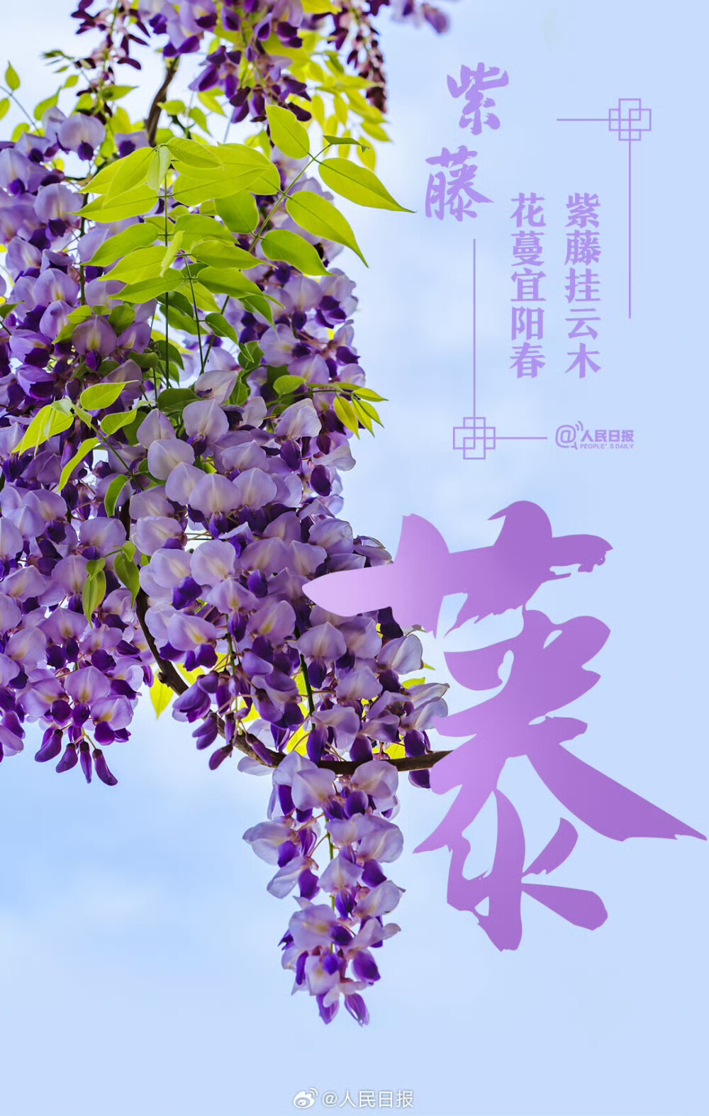 文字与花