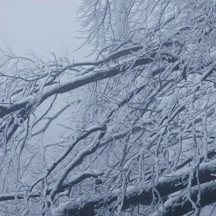 布朗尼的雪山 燃烧劣质的柴