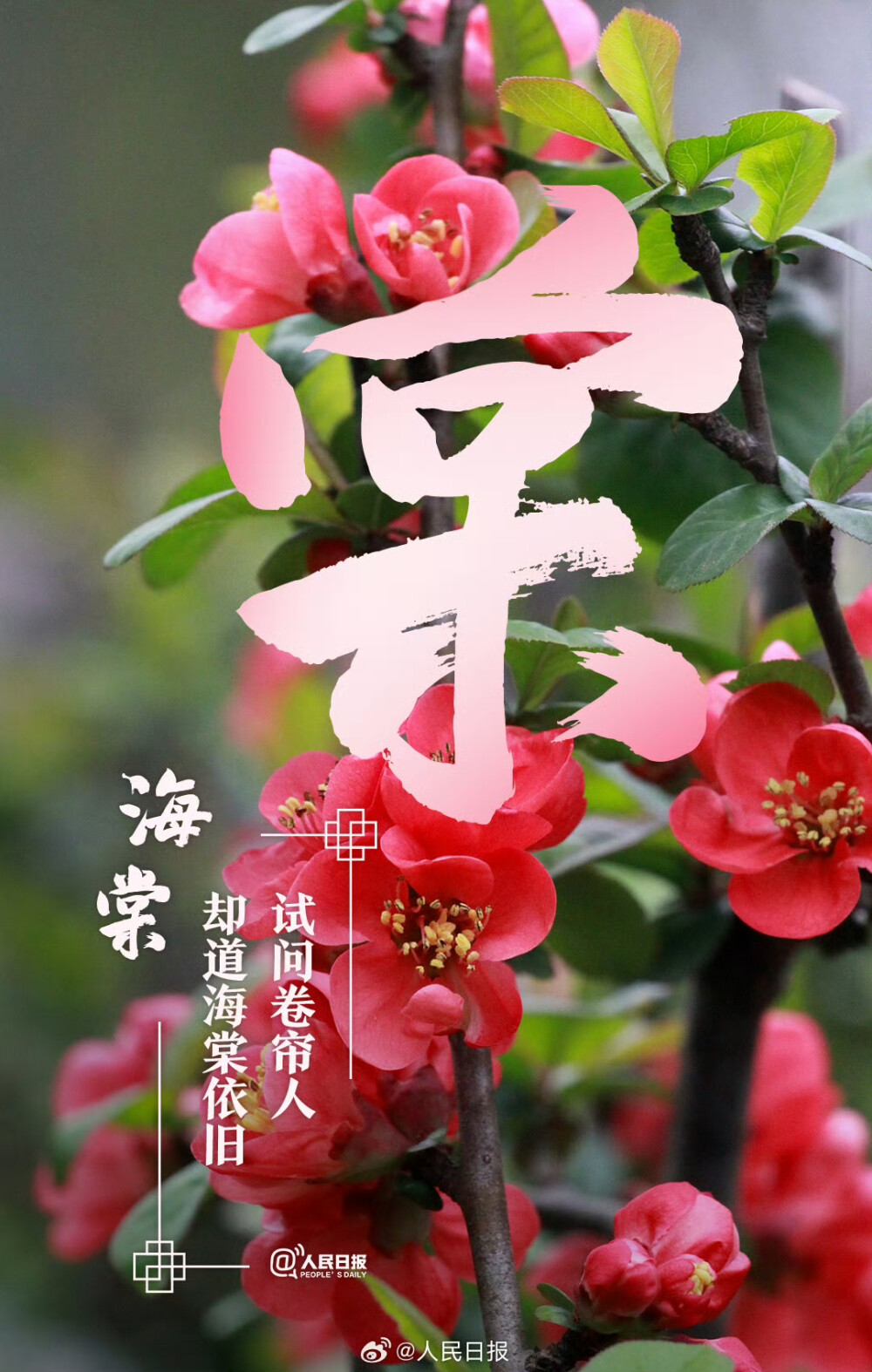 文字与花