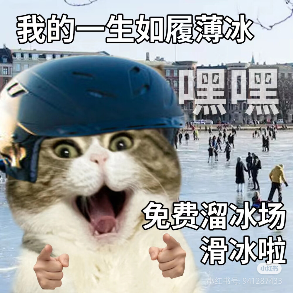 猫猫表情包