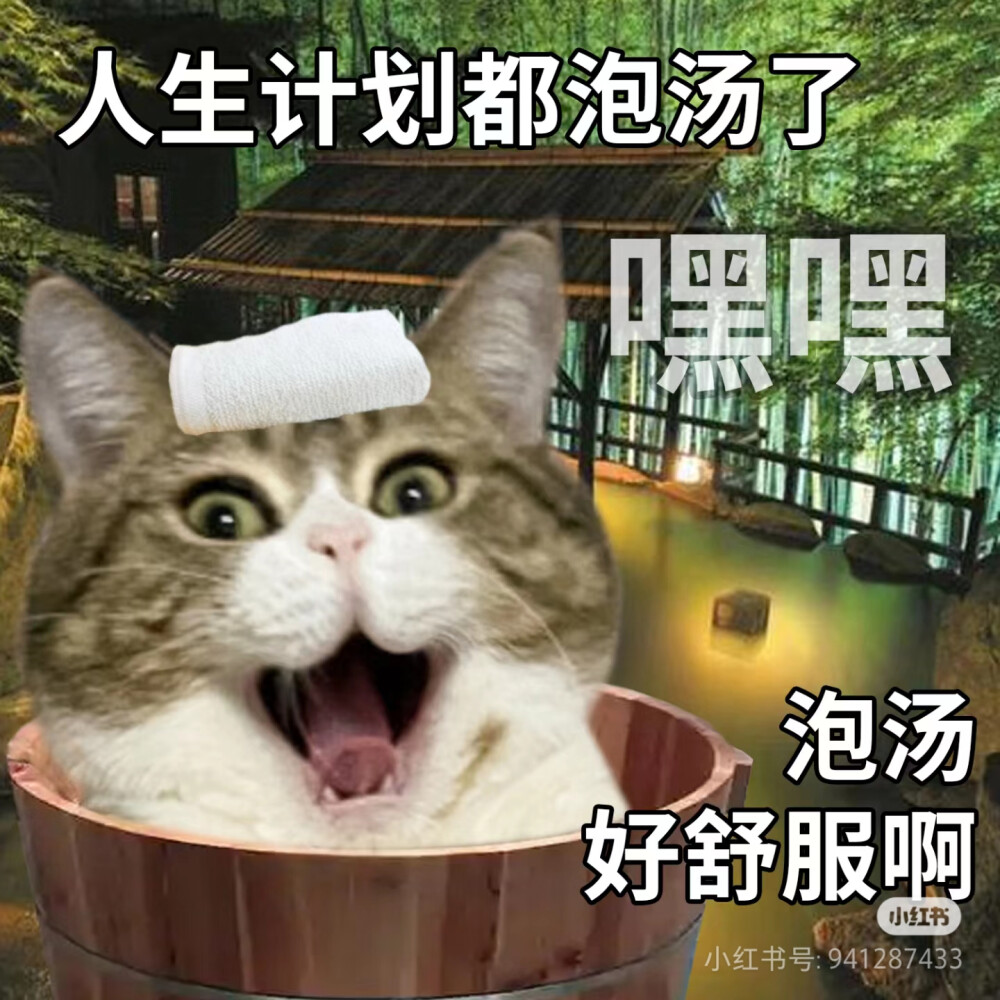 猫猫表情包