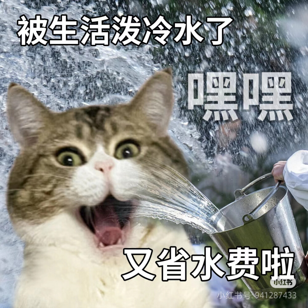 猫猫表情包