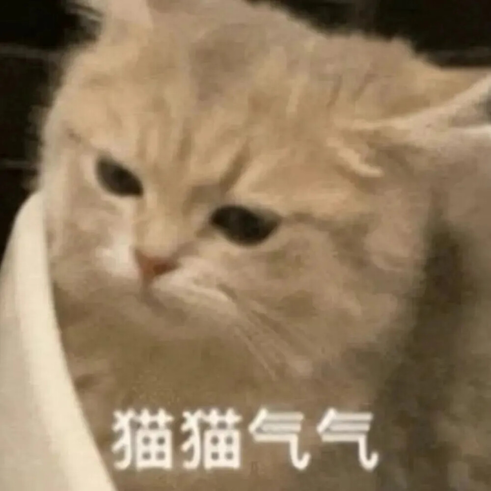 猫猫表情包