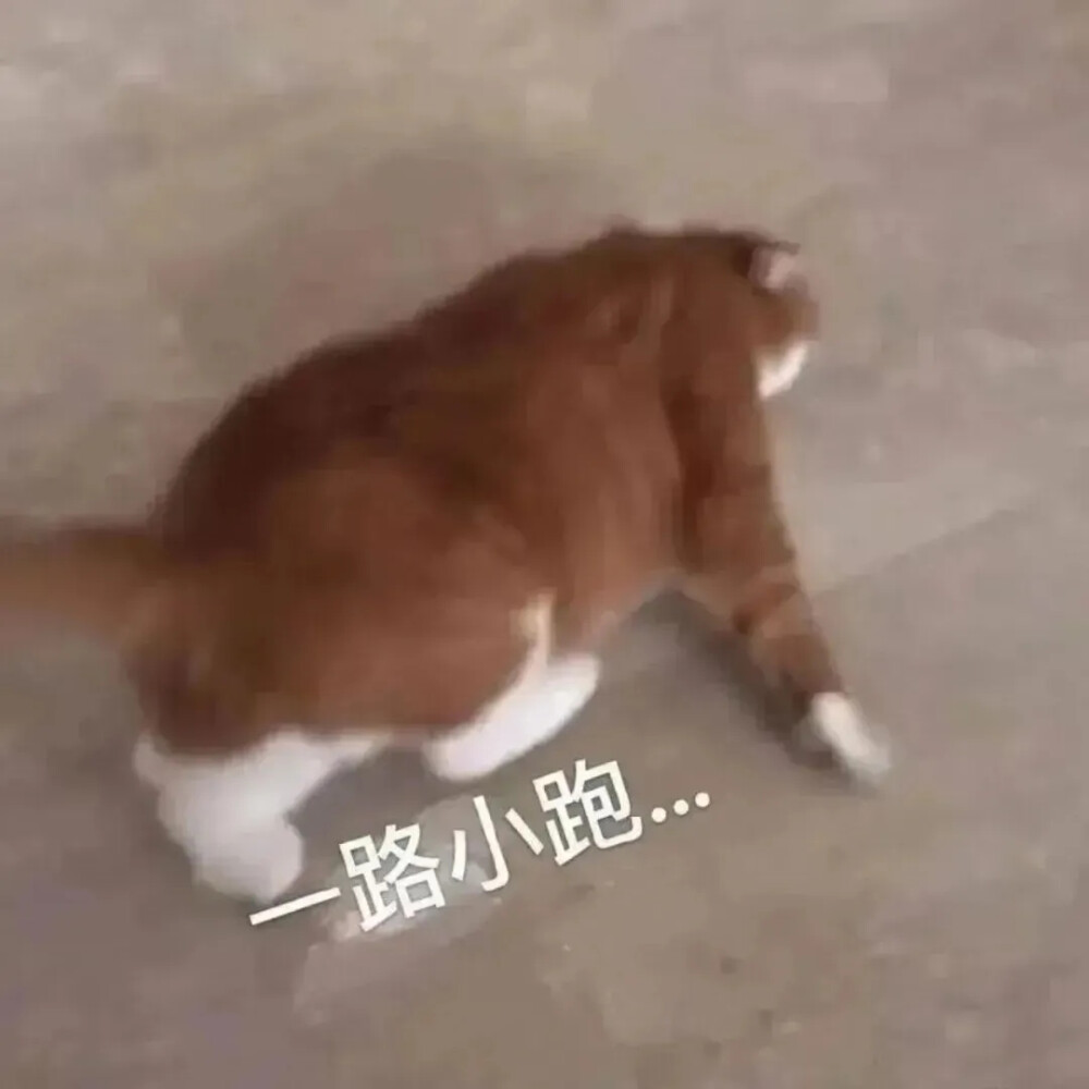 猫猫表情包