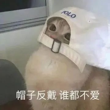 猫猫表情包