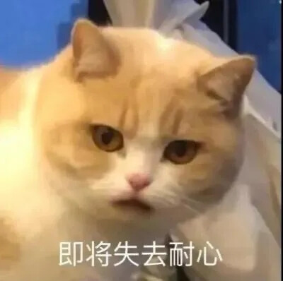 猫猫表情包