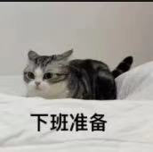 猫猫表情包