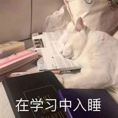 猫猫表情包