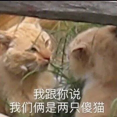 猫猫表情包