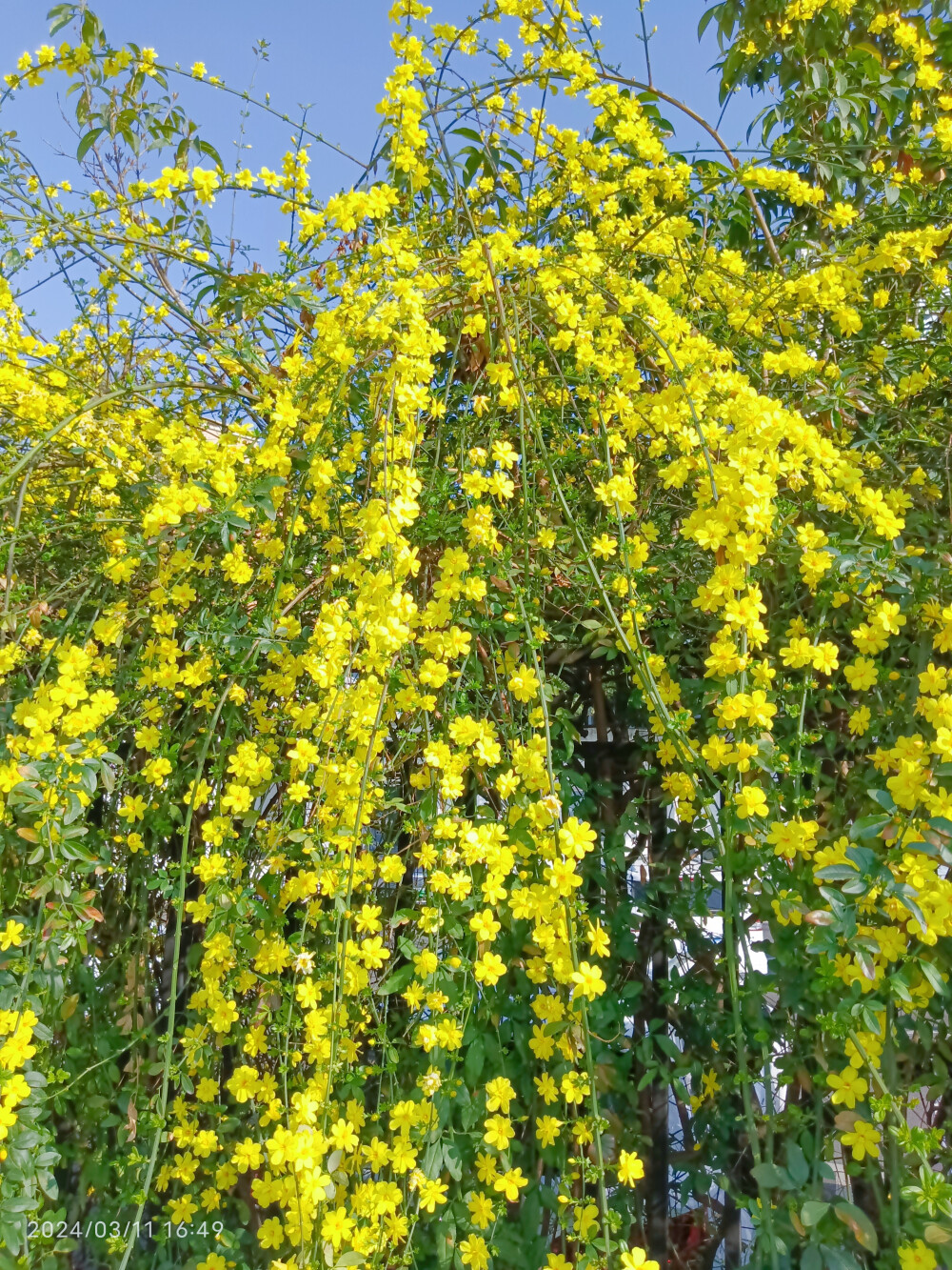 迎春花