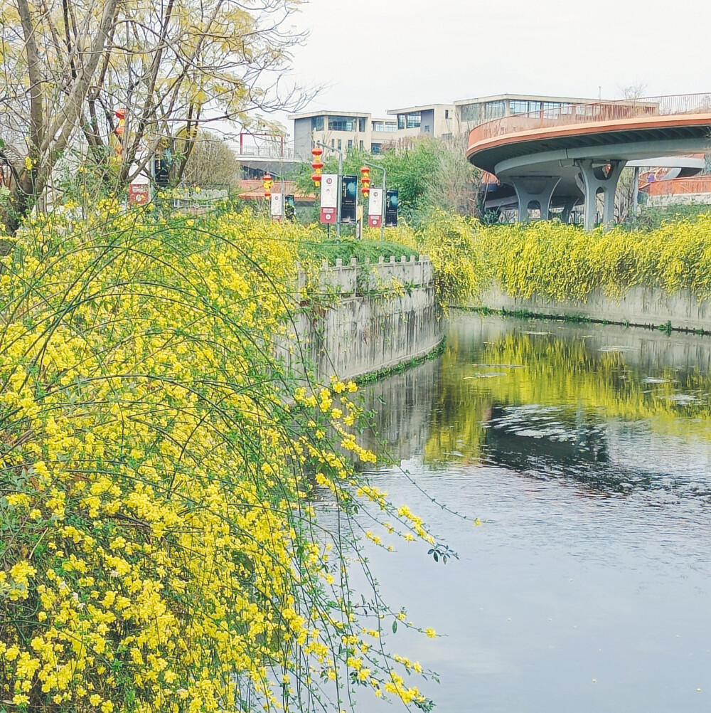 迎春花