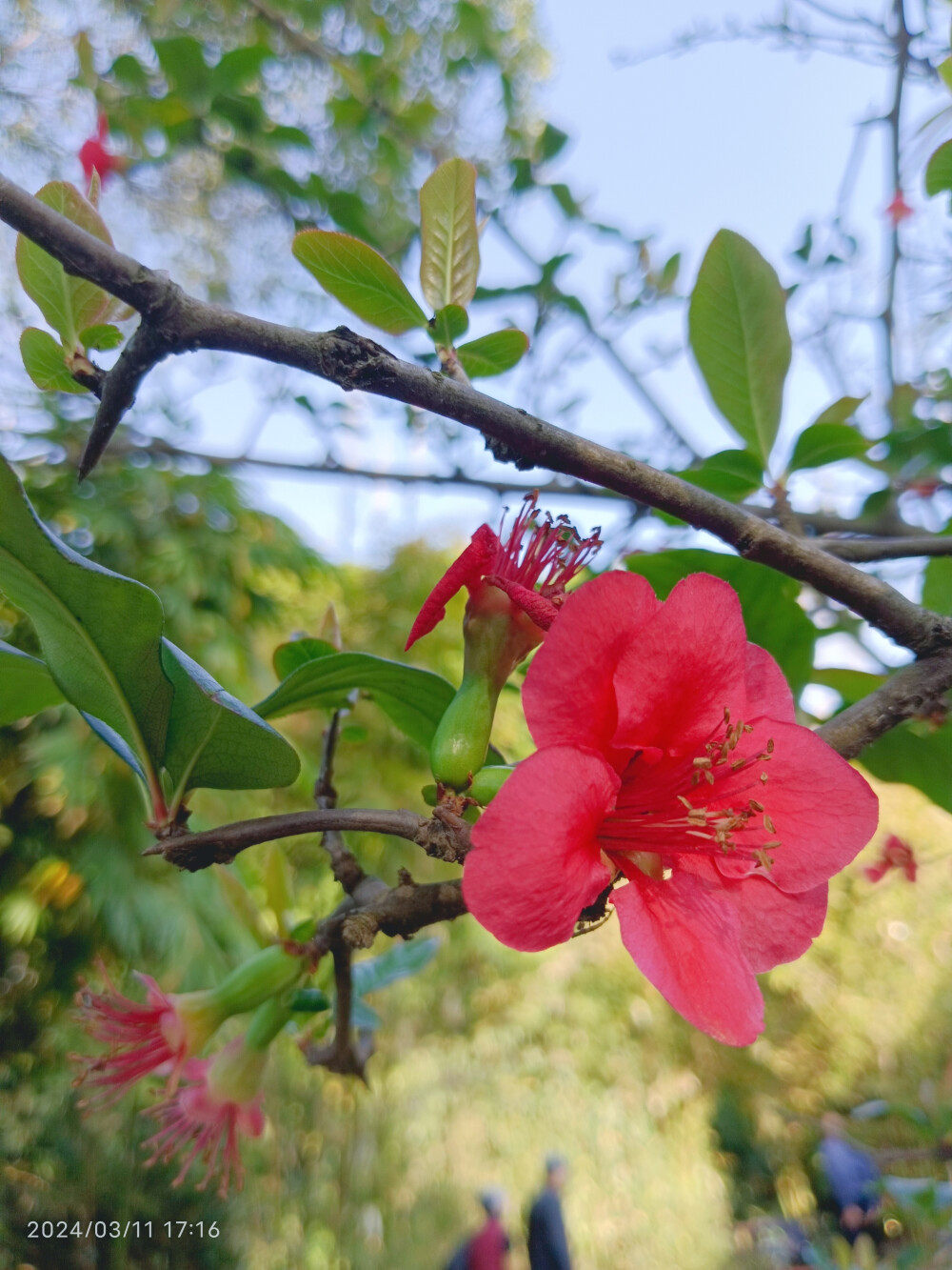 贴梗海棠