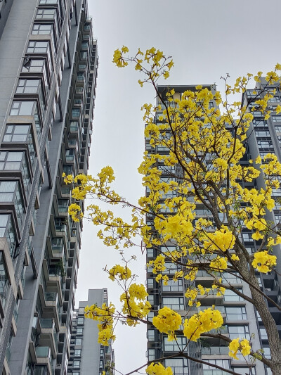 黄花风铃木