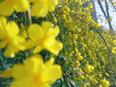 迎春花