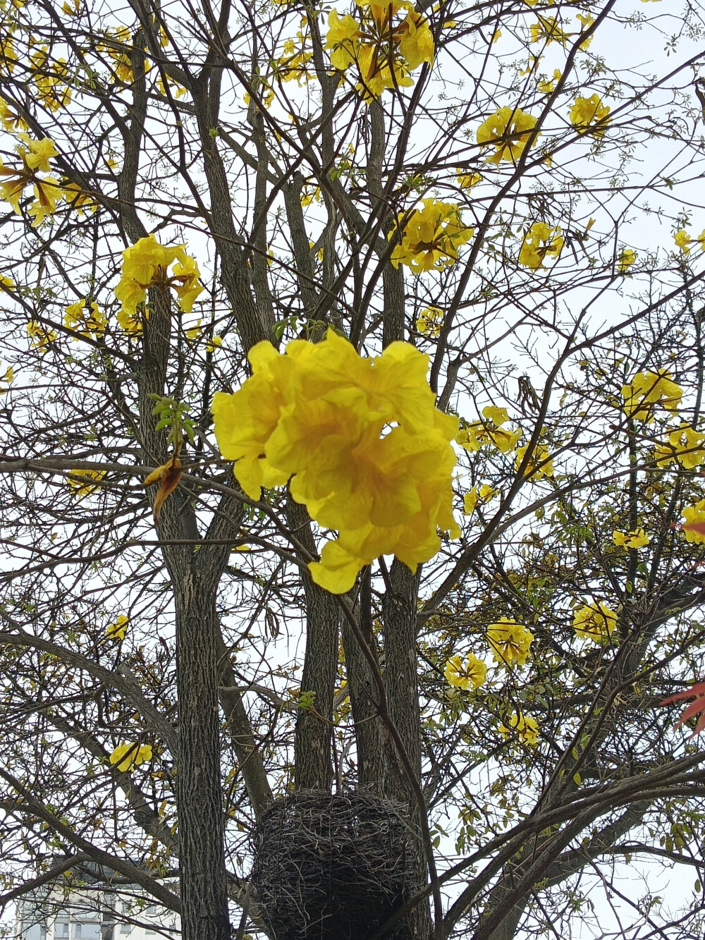 黄花风铃木