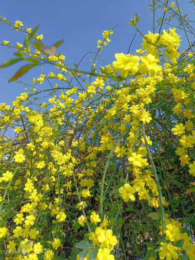 迎春花