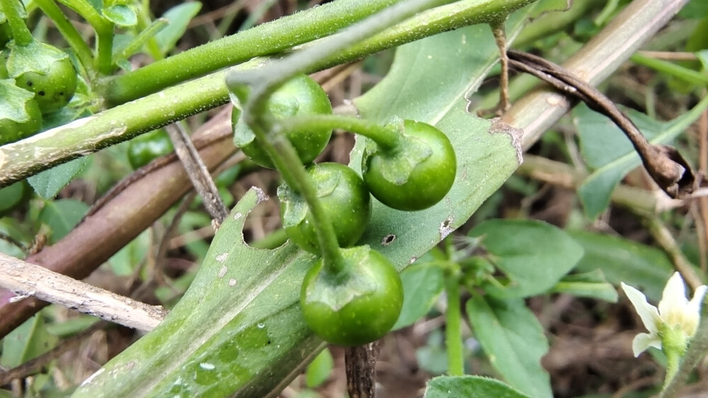 植物果实欣赏：龙葵果实