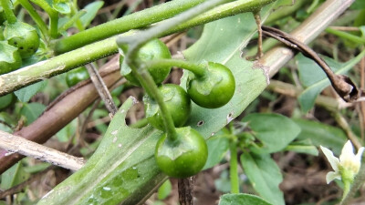 植物果实欣赏：龙葵果实