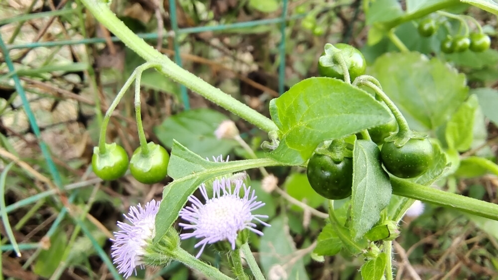 植物果实欣赏：龙葵果实