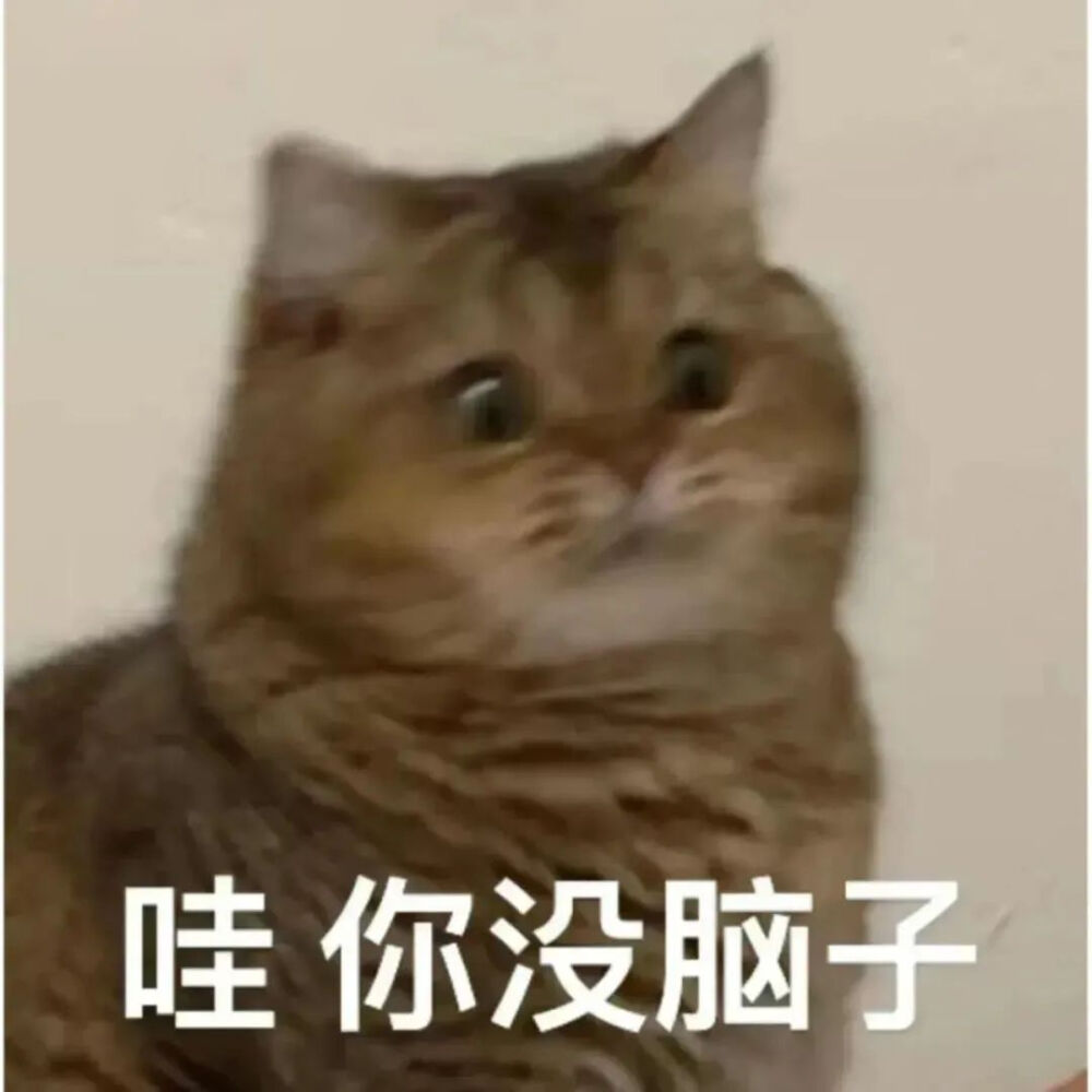 猫猫表情包