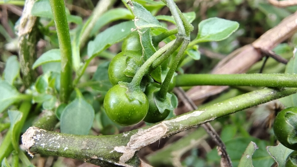 植物果实欣赏：龙葵果实