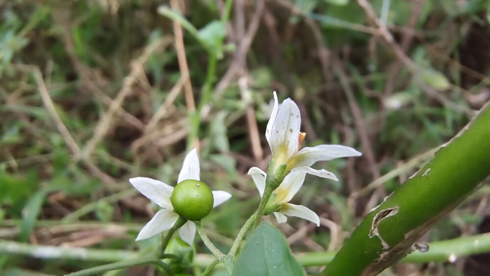 植物果实欣赏：龙葵果实