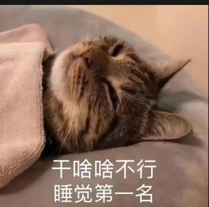 猫猫表情包