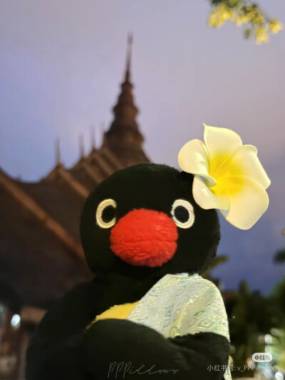 pingu