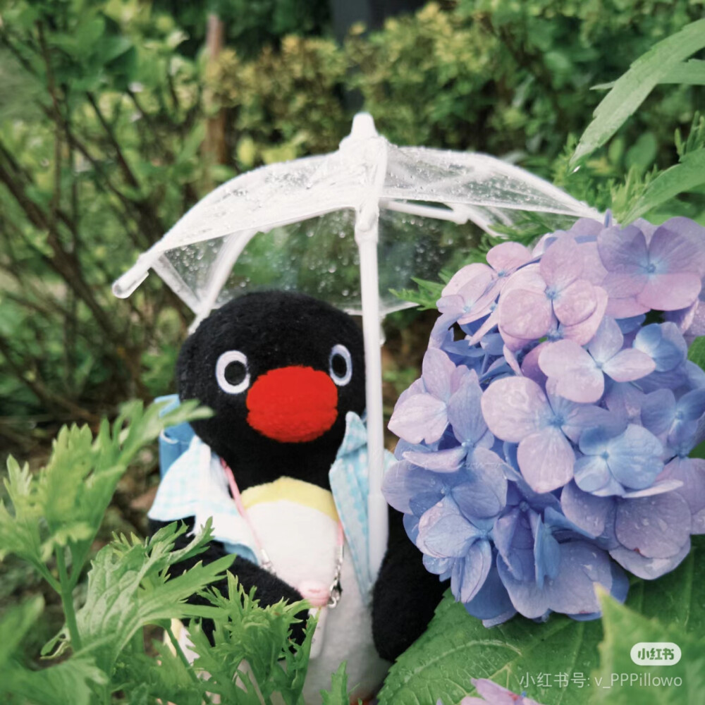 pingu