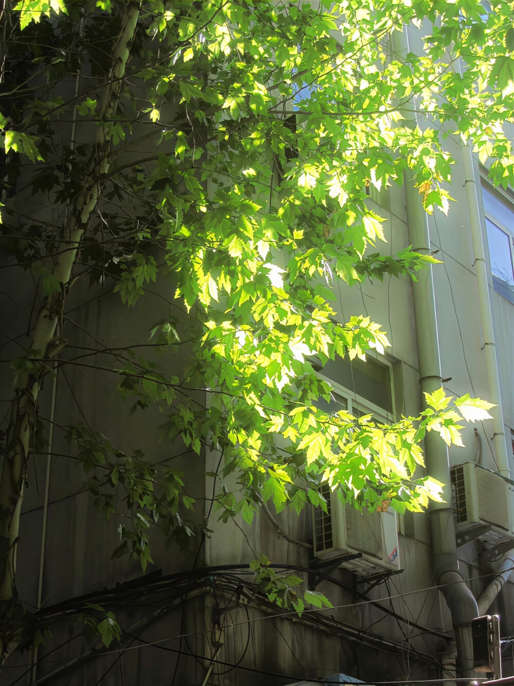 绿意 朋友圈背景图 植物 护眼