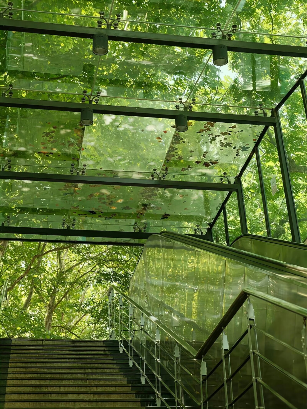 绿意 朋友圈背景图 植物 护眼