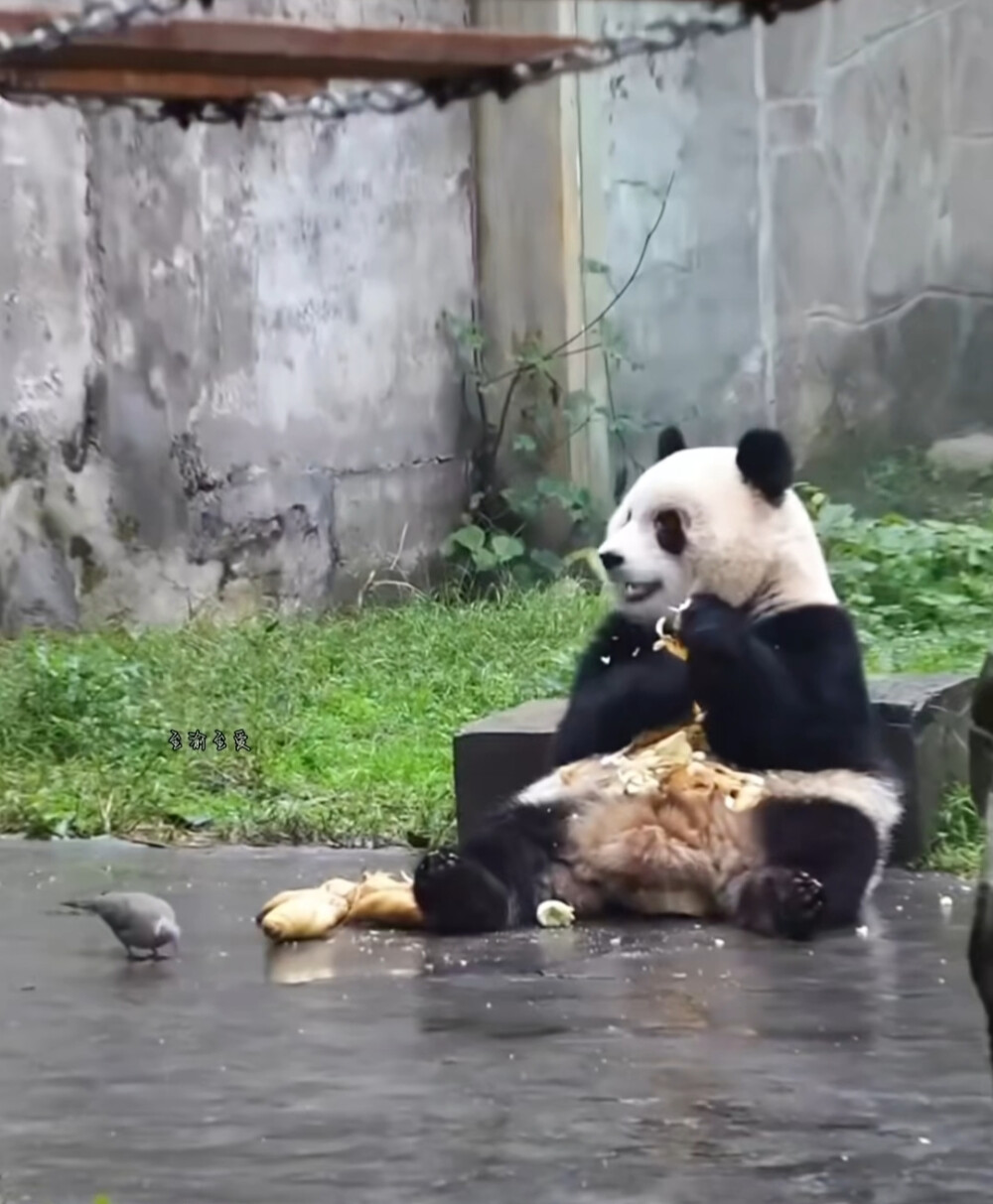 小爱与小鸟